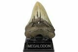 Serrated, Fossil Megalodon Tooth - North Carolina #188237-2
